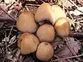 Hnojník třpytivý Coprinus micaceus