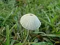Coprinus plicatilis
