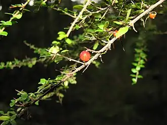 alternativní popis obrázku chybí