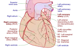 Věnčité tepny a jejich větve (červeně) v lidském srdci
