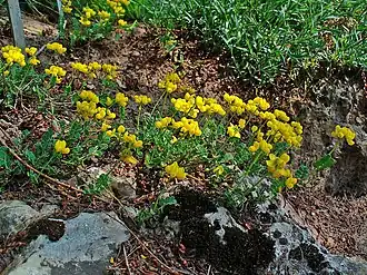 alternativní popis obrázku chybí