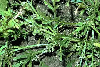 alternativní popis obrázku chybí