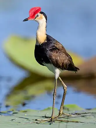 alternativní popis obrázku chybí