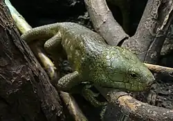 Olivově zbarvený scink šalomounský na větvích