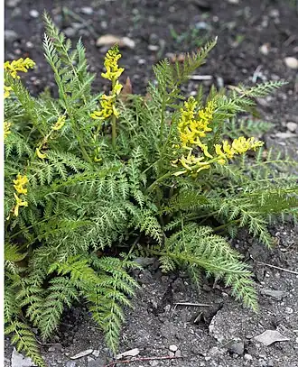 alternativní popis obrázku chybí