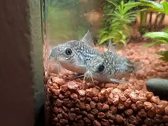 alternativní popis obrázku chybí