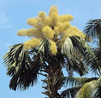 Květenství talipotu (Corypha umbraculifera)