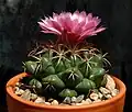 Coryphantha elephantidens