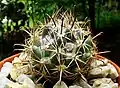 Coryphantha hintoniorum