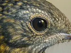 Drozdíci mají kolem očí dvojitý kroužek miniaturních peříček