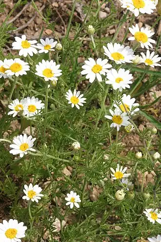 alternativní popis obrázku chybí