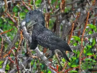 alternativní popis obrázku chybí