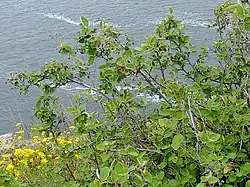 Keř na stráni u vody