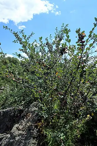 alternativní popis obrázku chybí