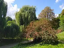 Skalník mnohokvětý