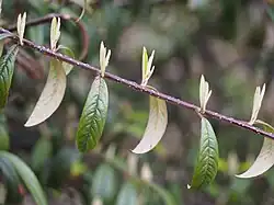 Větévka se starými a čerstvě rašícími listy