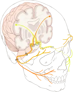 Dráhy lícního nervu