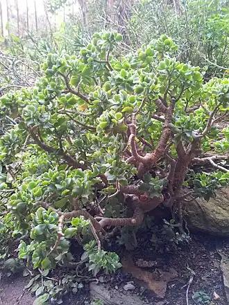 alternativní popis obrázku chybí