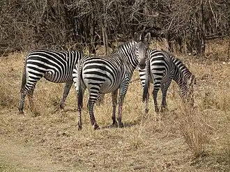 alternativní popis obrázku chybí