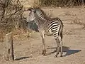 Zebra Crawshayova