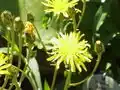 Crepis sibirica