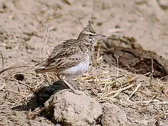 alternativní popis obrázku chybí