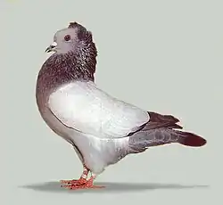 Soultský chocholatý holub červený bezpruhý