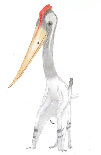 Rekonstrukce Cretornise jako bazálního neoazhdarchida.