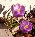 Crocus vernus kultivar