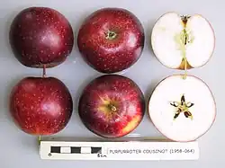 Stará odrůda jablek Červené tvrdé