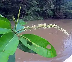 Kvetoucí Croton cuneatus