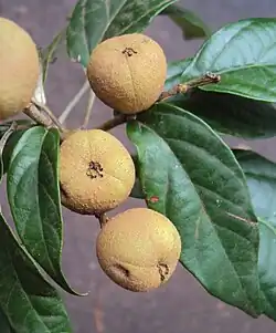 Plody Croton malabaricus