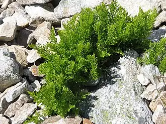 alternativní popis obrázku chybí