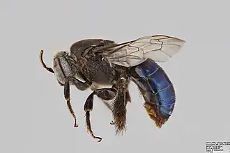 Včela rodu Ctenoplectra