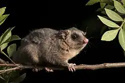 Vačice atlantská na větvi, tmavé pozadí