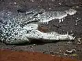 Crocodylus rhombifer