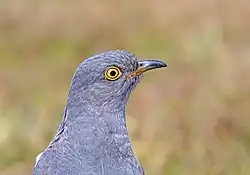 Detail hlavy dospělého ptáka