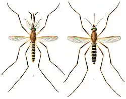 Odborná kresba samce a samice komára Culex quinquefasciatus. Komár má pruhovaný zadeček, u samice na pravé části snímku patrné bodavě sací ústní ústrojí