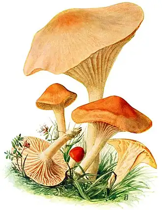 alternativní popis obrázku chybí