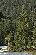 Cypřiš nutkajský (Cupressus nootkatensis)
