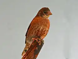 Samička amadiny páskované