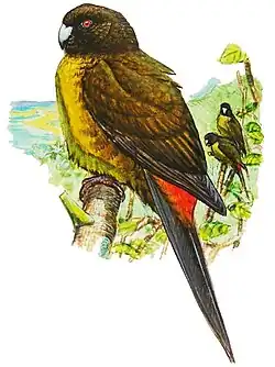 † Kakariki modrokřídlý