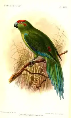 Johannes Gerardus Keulemans (1891)