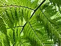 Detail listu Cyathea australis