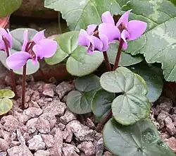 Cyclamen parviflorum[8]