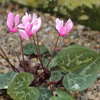 alternativní popis obrázku chybí