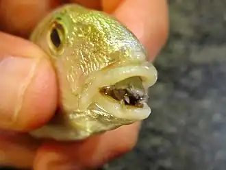 Cymothoa exigua z podřádu Cymothoida
