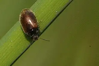 alternativní popis obrázku chybí