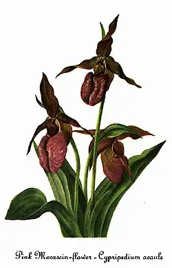 Cypripedium acaule
