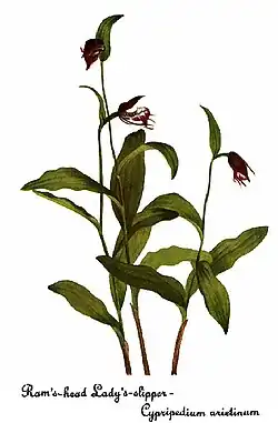 Cypripedium arietinum